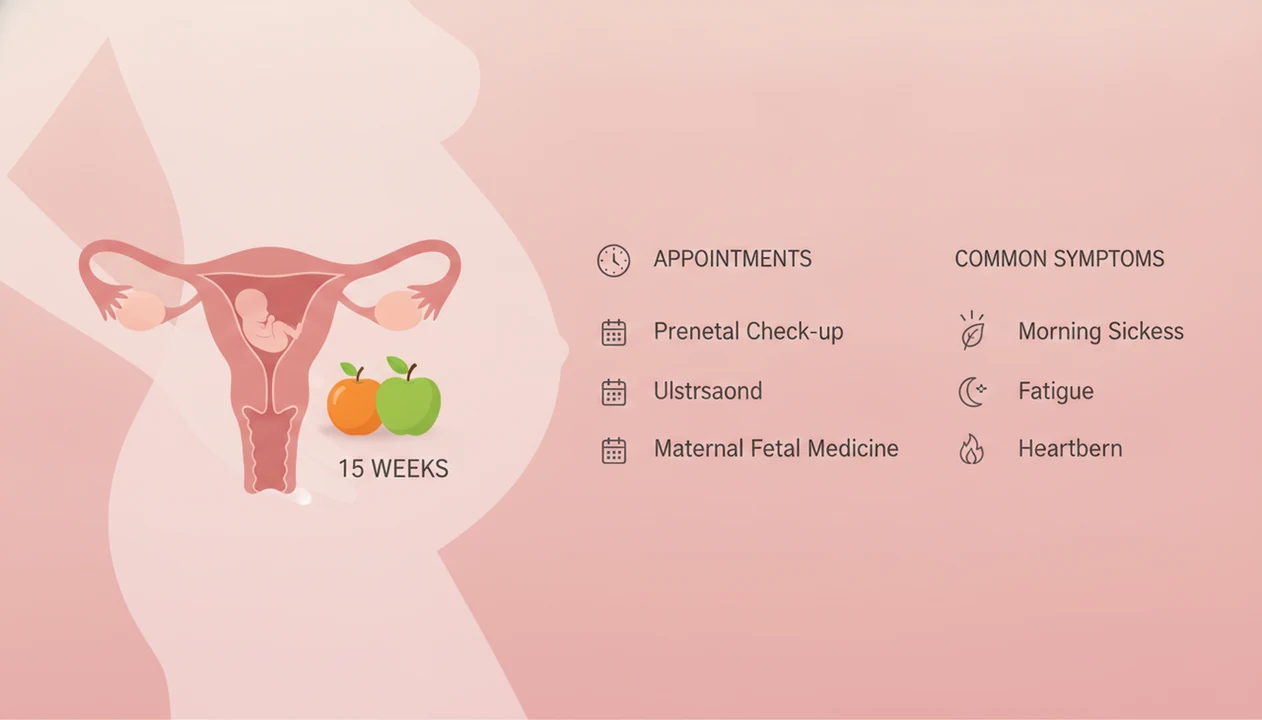 15 weeks pregnant fetus size compared with an apple or orange