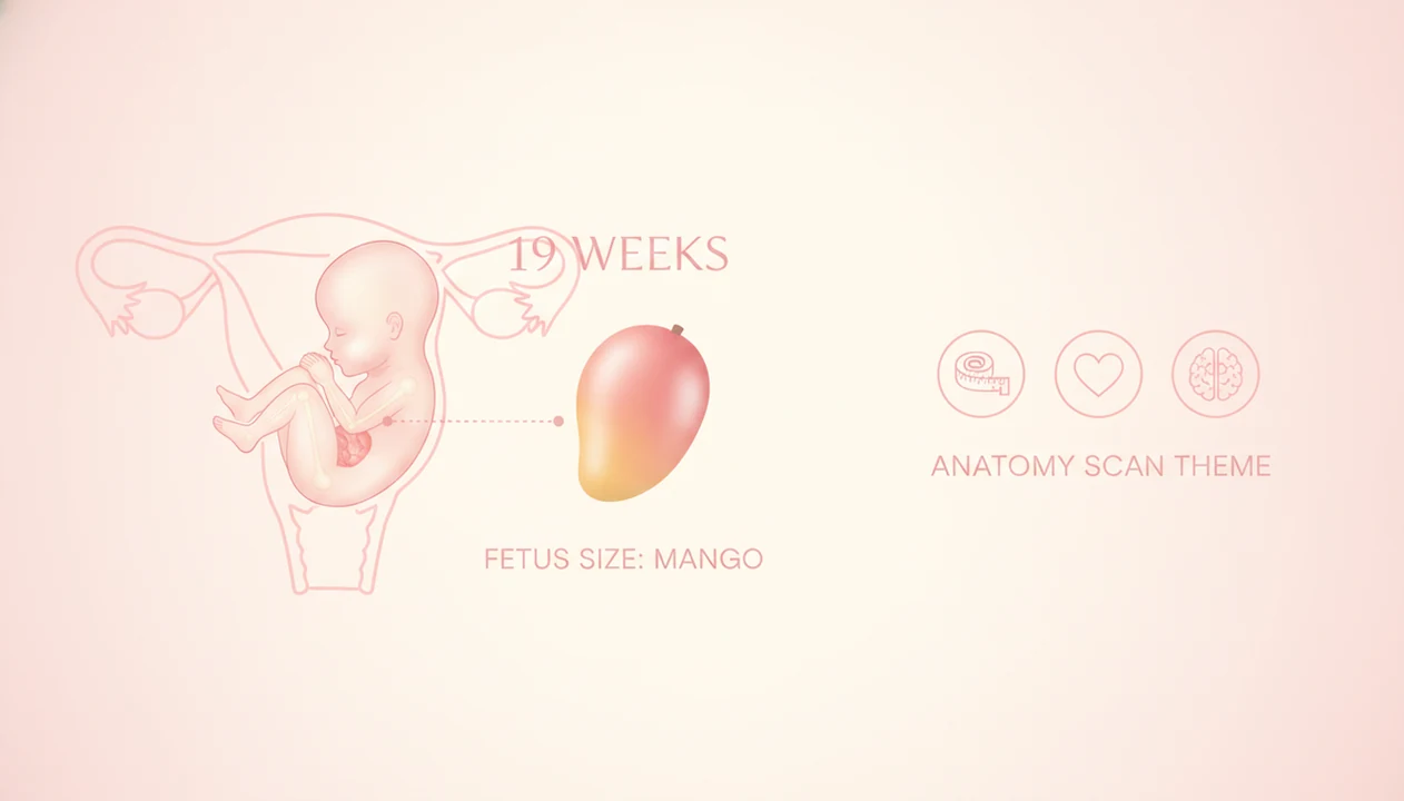 19 weeks pregnant fetus size compared with mango and anatomy scan theme
