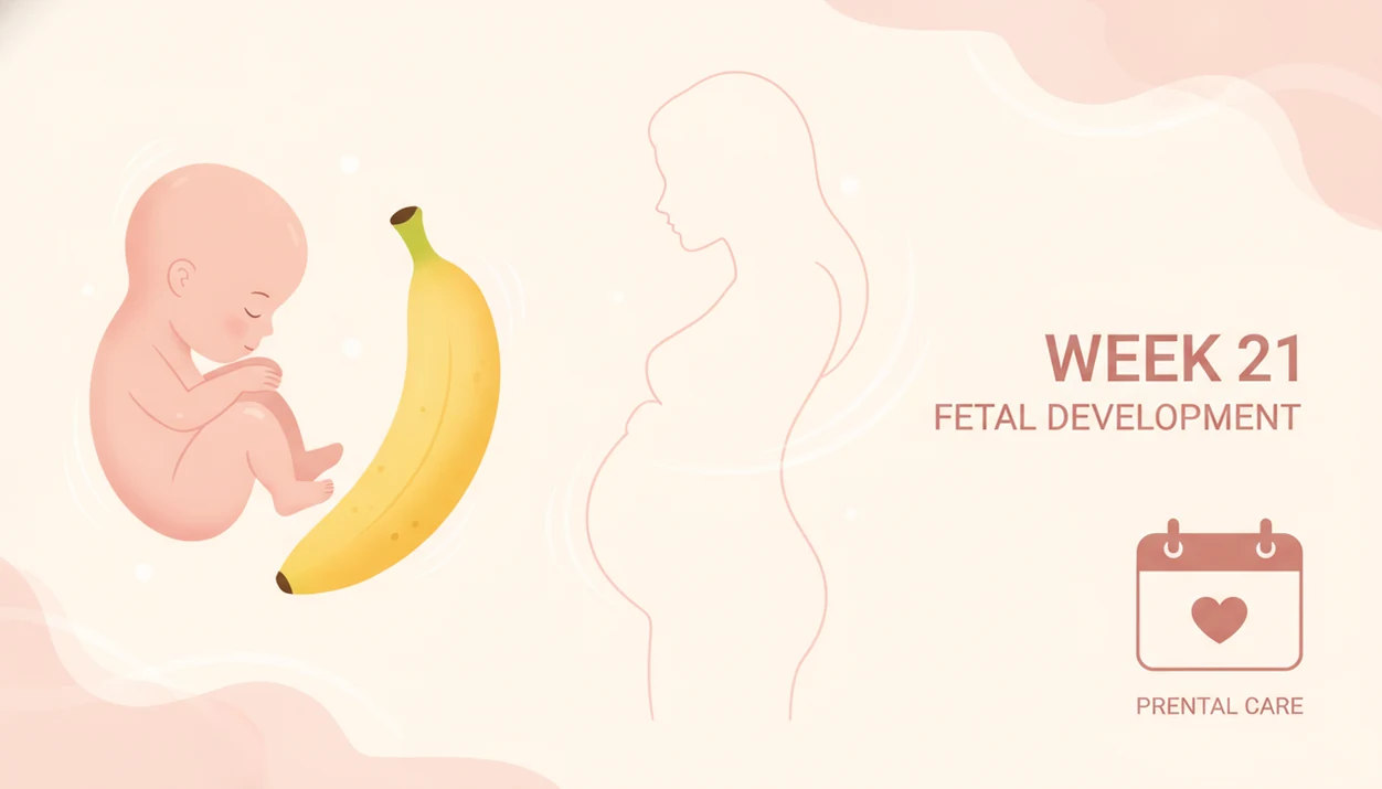 21 weeks pregnant fetus size compared with banana
