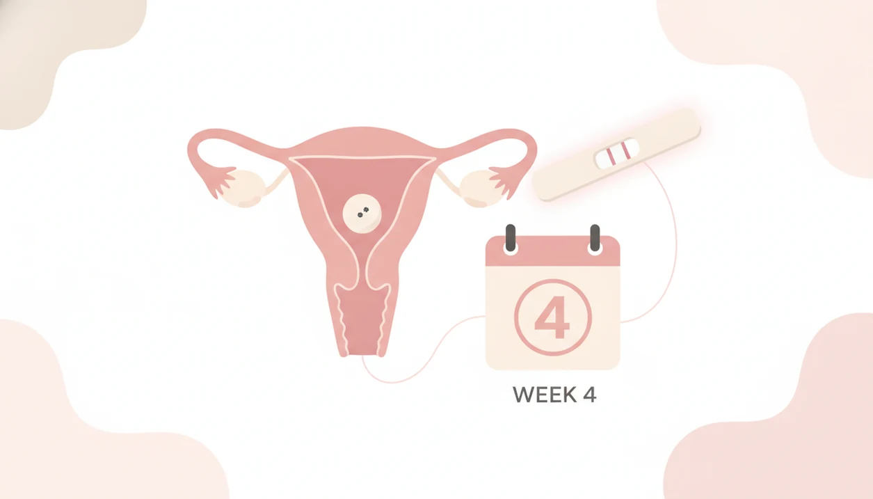 4 weeks pregnant embryo size compared with poppy seed